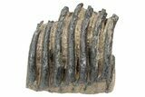 Partial Southern Mammoth Molar - Hungary #235254-1